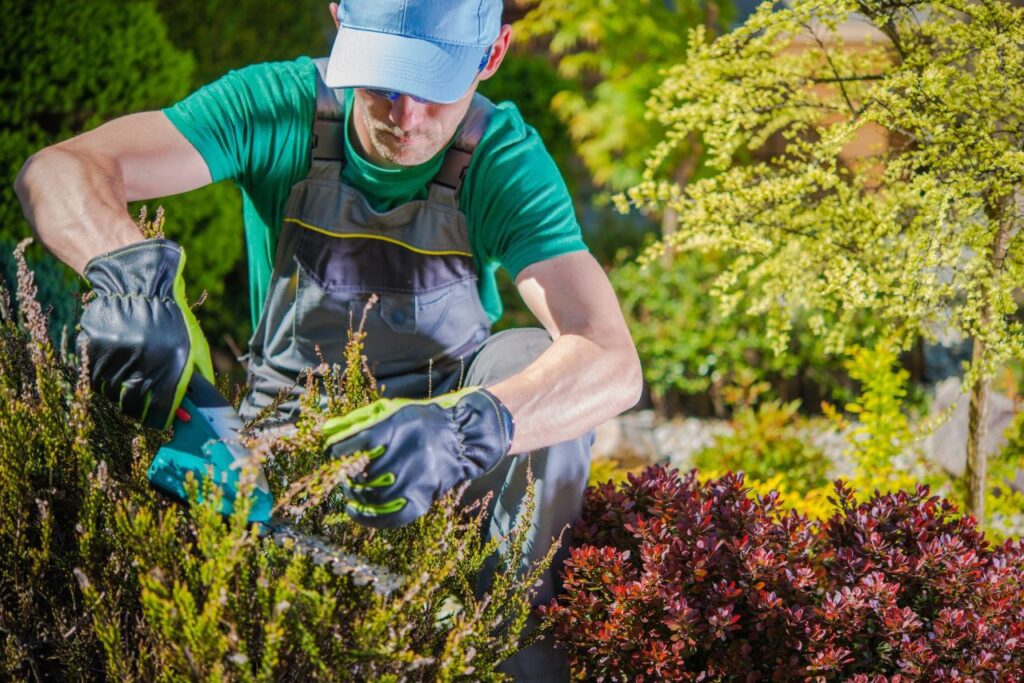 plants supply and installation in dubai