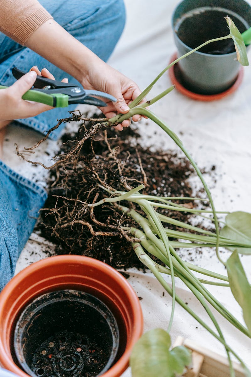 A gardener trims plant stems with scissors for indoor repotting.